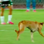 كلب يقتحم ملعب مباراة البنك الأهلي و المصري