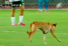 كلب يقتحم ملعب مباراة البنك الأهلي و المصري