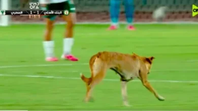 كلب يقتحم ملعب مباراة البنك الأهلي و المصري