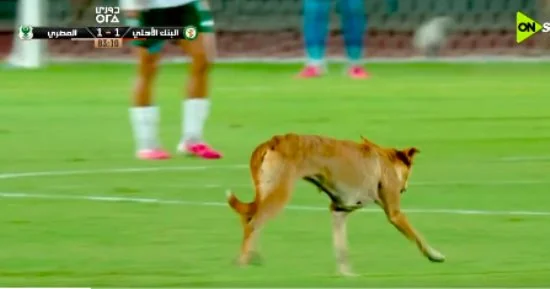 كلب يقتحم ملعب مباراة البنك الأهلي و المصري